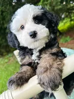Tiki, a male Miniature Bernedoodle for sale in Candler, NC – 2 of 5