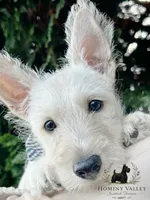 Lennox (wheaten), a male Scottish Terrier for sale in Candler, NC – 4 of 4