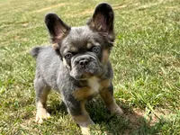 FluffyBlue&Tan, a male French Bulldog for sale in Candler, NC – 8 of 8
