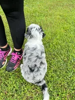 Cabana-Mini-OFA&GenTestedParents, a male Miniature Bernedoodle for sale in Candler, NC – 6 of 8
