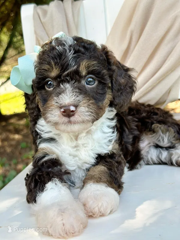 Whitley – Miniature Bernedoodle puppy for sale in Candler, NC