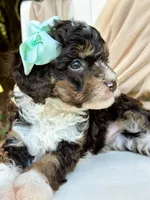 Whitley, a female Miniature Bernedoodle for sale in Candler, NC – Photo 4 of 4