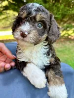 Whitley, a female Miniature Bernedoodle for sale in Candler, NC – Photo 3 of 4