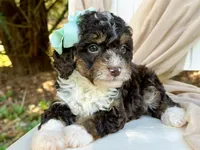 Whitley, a female Miniature Bernedoodle for sale in Candler, NC – Photo 2 of 4