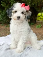 Shay-Petite/MiniOrthopedic&GeneticParents, a female Golden Mountain Doodle for sale in Candler, NC – 2 of 2
