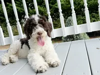 🎣 Huckleberry 🎣 TRAINED-OFA&GenTestedParents, a male Goldendoodle for sale in Candler, NC – 4 of 6