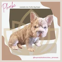 Isabella/TanBigRopeFluffy, a female French Bulldog for sale in Candler, NC – Photo 1 of 4
