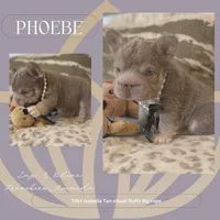 Isabella/TanBigRopeFluffy, a female French Bulldog for sale in Candler, NC – Photo 3 of 4