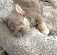 Isabella/TanBigRopeFluffy, a female French Bulldog for sale in Candler, NC – Photo 4 of 4