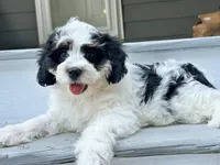 Reef-Mini/Petite w OFA/GenTestedParents, a male Miniature Bernedoodle for sale in Candler, NC – 2 of 5