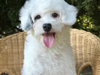 Summer-Petite-ParentsOFA&GenTesting, a female Miniature Bernedoodle for sale in Candler, NC – 6 of 6