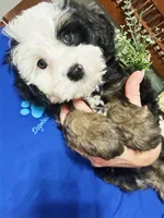 Tiki, a male Miniature Bernedoodle for sale in Candler, NC – 5 of 5