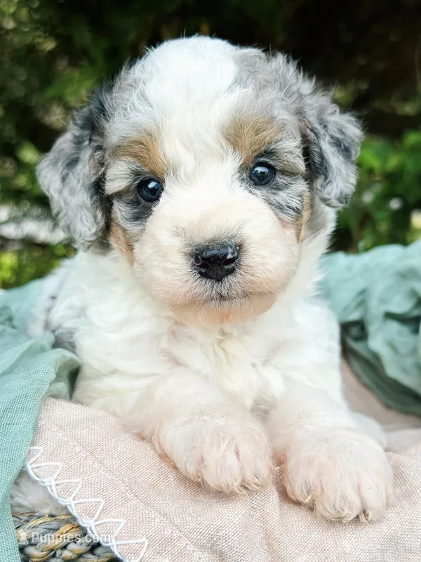Wylder – Miniature Bernedoodle puppy for sale in Candler, NC