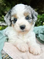 Wylder, a male Miniature Bernedoodle for sale in Candler, NC – Photo 1 of 3