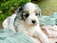 Wylder, a male Miniature Bernedoodle for sale in Candler, NC – Photo 3 of 3