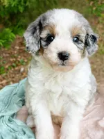 Wylder, a male Miniature Bernedoodle for sale in Candler, NC – Photo 2 of 3
