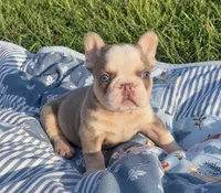 Husky New Shade & Tan w Fluffy, a male French Bulldog for sale in Candler, NC – 2 of 2