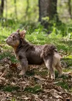 Bowzer-NewShade&TanBigRopeFluffy, a male French Bulldog for sale in Candler, NC – 3 of 3