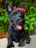 Lottie, a female Scottish Terrier for sale in Candler, NC – 1 of 1