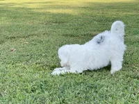 Summer-Petite-ParentsOFA&GenTesting, a female Miniature Bernedoodle for sale in Candler, NC – 3 of 6