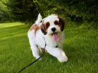 Toby-StartedTraining-MiniOrthopedic&GeneticParents, a male Golden Mountain Doodle for sale in Candler, NC – 4 of 7