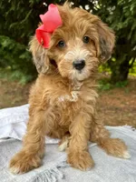 Sage-Petite/MiniOrthopedic&GeneticParents, a female Golden Mountain Doodle for sale in Candler, NC – 2 of 2