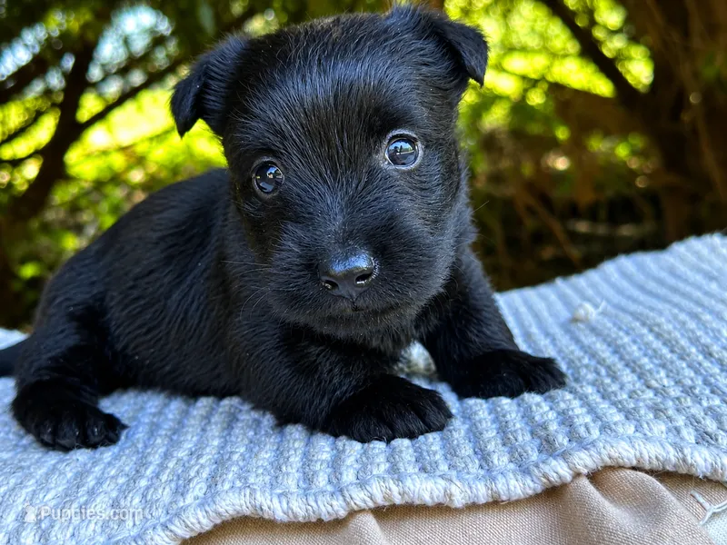 Lottie – Scottish Terrier puppy for sale in Candler, NC