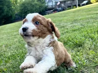 Wallen, a male Miniature Goldendoodle for sale in Candler, NC – 4 of 4