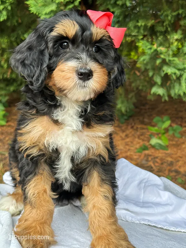 Simone-Petite/MiniOrthopedic&GeneticParents – Golden Mountain Doodle puppy for sale in Candler, NC