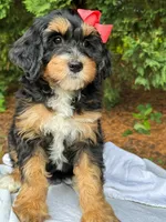 Simone-Petite/MiniOrthopedic&GeneticParents, a female Golden Mountain Doodle for sale in Candler, NC – 1 of 2