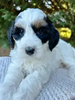 Maple-Petite-OFA&GeneticParents, a female Miniature Goldendoodle for sale in Candler, NC – 2 of 2