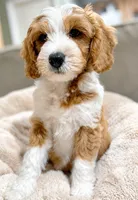 Cody, a male Miniature Goldendoodle for sale in Candler, NC – 4 of 6
