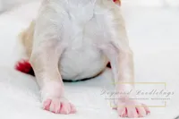 MedHealthTestedPurpleBoy, a male Bernedoodle for sale in Candler, NC – Photo 5 of 9