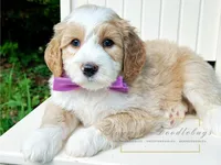 MedHealthTestedPurpleBoy, a male Bernedoodle for sale in Candler, NC – Photo 1 of 9