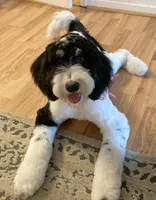 MedHealthTestedPurpleBoy, a male Bernedoodle for sale in Candler, NC – Photo 9 of 9