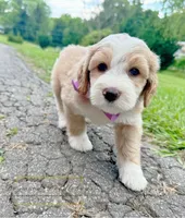 MedHealthTestedPurpleBoy, a male Bernedoodle for sale in Candler, NC – Photo 6 of 9