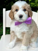 MedHealthTestedPurpleBoy, a male Bernedoodle for sale in Candler, NC – Photo 2 of 9