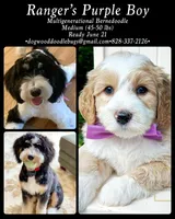 MedHealthTestedPurpleBoy, a male Bernedoodle for sale in Candler, NC – Photo 4 of 9
