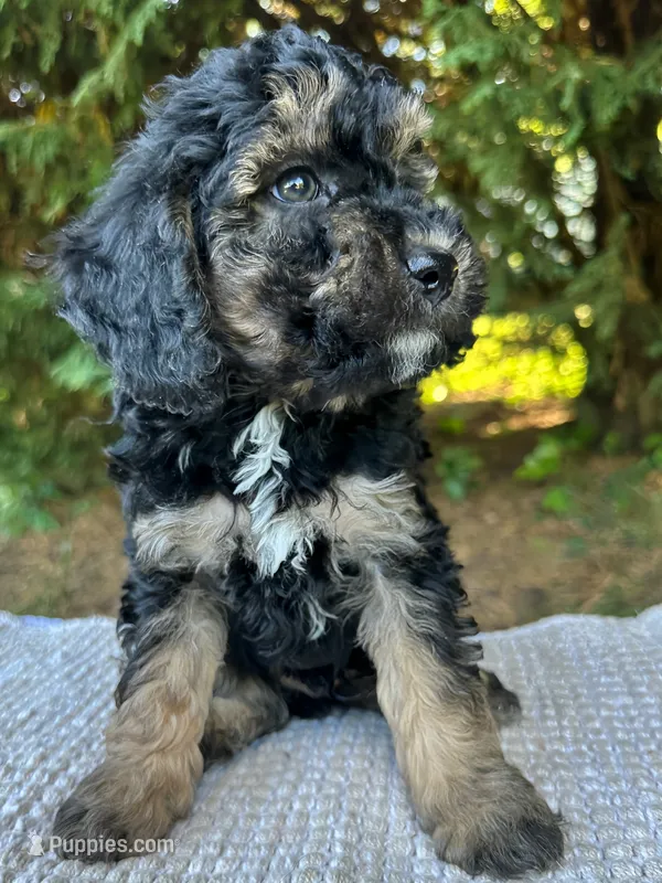 Maddox-Petite- OFA&GeneticParents – Miniature Goldendoodle puppy for sale in Candler, NC