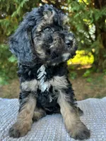 Maddox-Petite- OFA&GeneticParents, a male Miniature Goldendoodle for sale in Candler, NC – 1 of 2