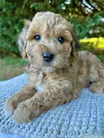 Murphy-Petite-OFA&GeneticParents, a male Miniature Goldendoodle for sale in Candler, NC – 2 of 2