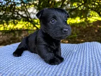 Lottie, a female Scottish Terrier for sale in Candler, NC – 2 of 4