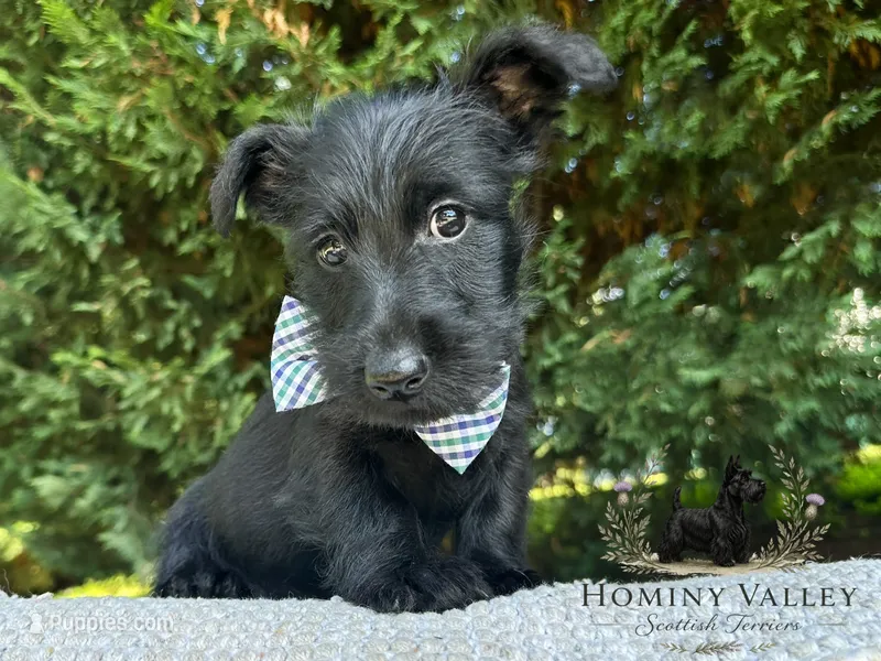 Laird – Scottish Terrier puppy for sale in Candler, NC