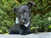 Laird, a male Scottish Terrier for sale in Candler, NC – 1 of 2