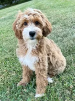 Megan-OFA&GeneticParents, a female Miniature Goldendoodle for sale in Candler, NC – 2 of 3