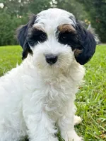 Maple-Petite-OFA&GeneticParents, a female Miniature Goldendoodle for sale in Candler, NC – 6 of 8
