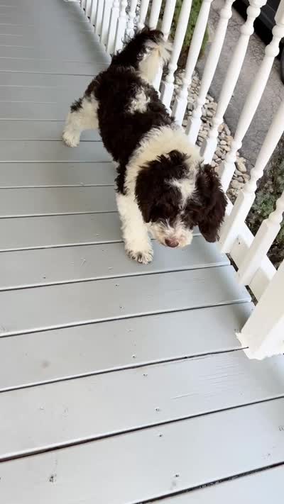 🎣 Huckleberry 🎣 TRAINED-OFA&GenTestedParents, a male Goldendoodle for sale in Candler, NC – 5 of 6