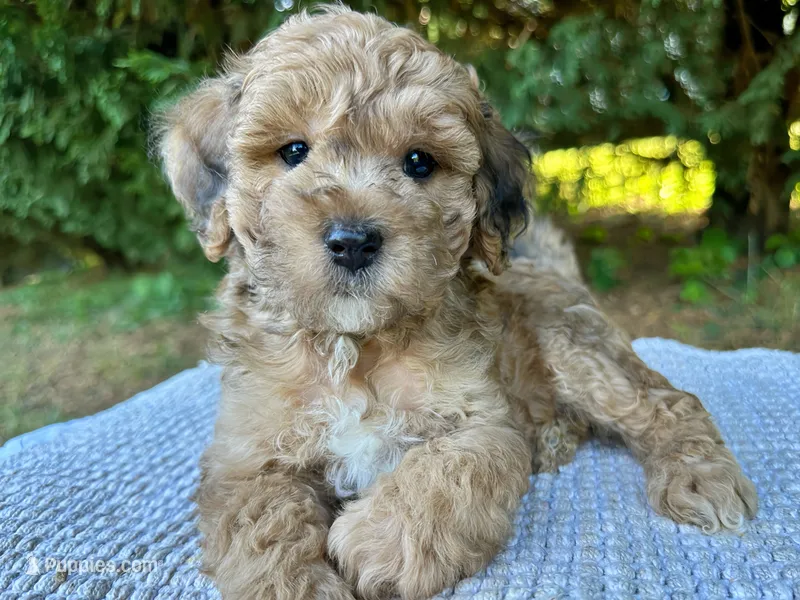 Murphy-Petite-OFA&GeneticParents – Miniature Goldendoodle puppy for sale in Candler, NC