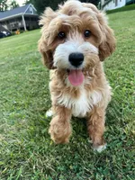 Megan-OFA&GeneticParents, a female Miniature Goldendoodle for sale in Candler, NC – 1 of 3