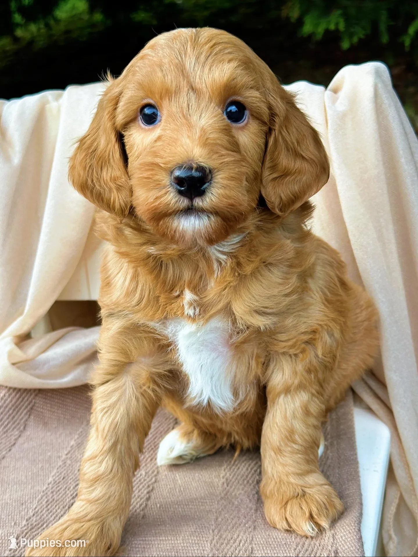 Skip – Miniature Goldendoodle puppy for sale in Candler, NC